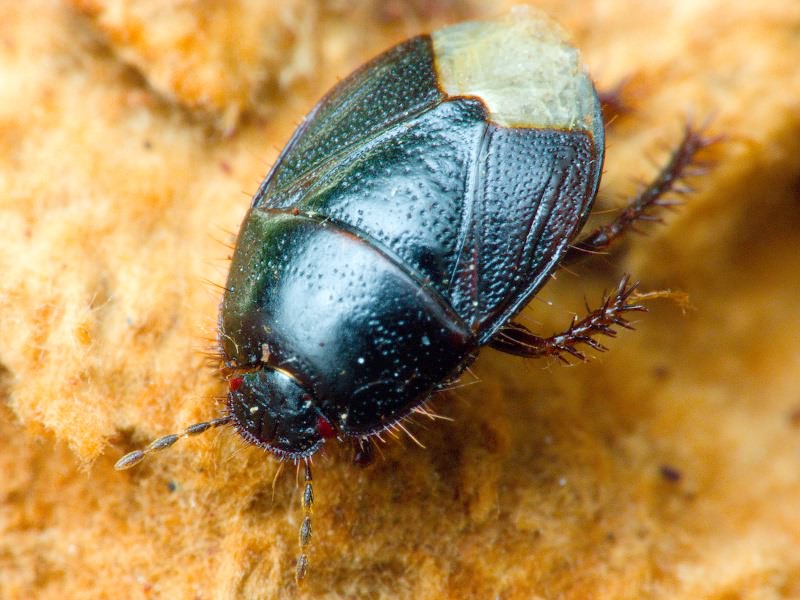 Microporus nigrita (Fabricius, 1794)